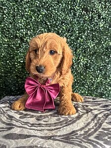 F1 Mini Goldendoodle Male Puppy “Nicholas” 25-35 lbs