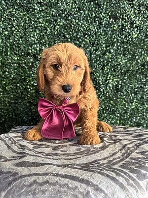 F1 Mini Goldendoodle Male Puppy “Nicholas” 25-35 lbs