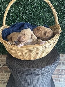 F1 Standard Goldendoodle Male Puppy “1st Pick” 55-65 lbs, born on 1/19/25