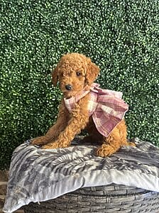 F1B Micro Goldendoodle Female Puppy "Clarice" 15-25 Lbs 1