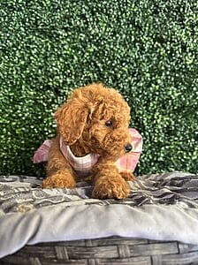 F1B Micro Goldendoodle Female Puppy "Clarice" 15-25 Lbs 2