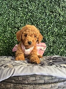 F1B Micro Goldendoodle Female Puppy "Clarice" 15-25 Lbs 3