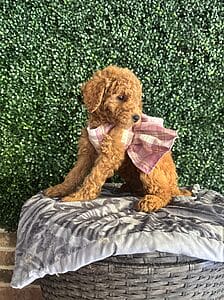 F1B Micro Goldendoodle Female Puppy "Clarice" 15-25 Lbs 4