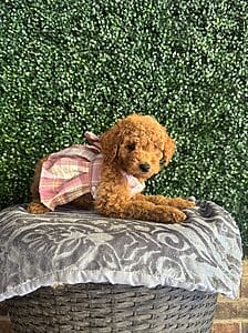 F1B Micro Goldendoodle Female Puppy "Clarice" 15-25 Lbs 5