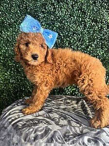 F1B Mini Goldendoodle Female Puppy “Mariah Carey” 25-35 lbs 1