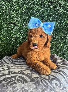 F1B Mini Goldendoodle Female Puppy “Mariah Carey” 25-35 lbs 3