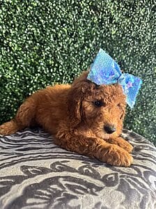 F1B Mini Goldendoodle Female Puppy “Mariah Carey” 25-35 lbs 5