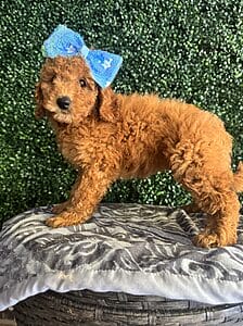 F1B Mini Goldendoodle Female Puppy “Mariah Carey” 25-35 lbs 7