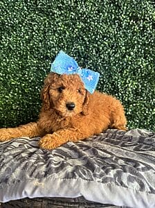 F1B Mini Goldendoodle Female Puppy “Mariah Carey” 25-35 lbs 4