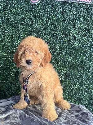 F1B Mini Goldendoodle Male Puppy “Tugg” 25-35 lbs Male pups