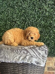 F1B Mini Goldendoodle Male Puppy “Tugg” 25-35 lbs