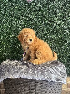 F1B Mini Goldendoodle Male Puppy “Tugg” 25-35 lbs