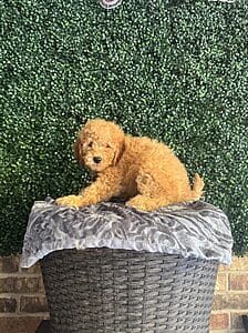 F1B Mini Goldendoodle Male Puppy “Tugg” 25-35 lbs