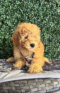 F1B Mini Goldendoodle Male Puppy “Tugg” 25-35 lbs