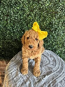 F1B Standard Goldendoodle Female Puppy name “Lolly Pop”; weight between 55-65 lbs