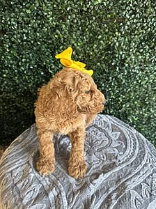 F1B Standard Goldendoodle Female Puppy name “Lolly Pop”; weight between 55-65 lbs