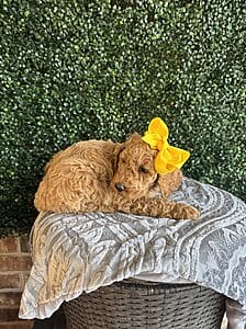 F1B Standard Goldendoodle Female Puppy name “Lolly Pop”; weight between 55-65 lbs