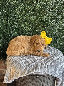 F1B Standard Goldendoodle Female Puppy name “Lolly Pop”; weight between 55-65 lbs