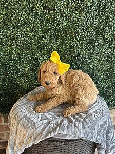 F1B Standard Goldendoodle Female Puppy name “Lolly Pop”; weight between 55-65 lbs