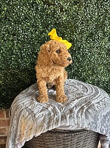 F1B Standard Goldendoodle Female Puppy name “Lolly Pop”; weight between 55-65 lbs