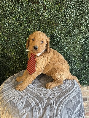 F1B Standard Goldendoodle Male Puppy “Twix” 55-65 lbs