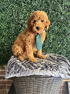 Rudy - F1B Mini Goldendoodle Male Puppy 1