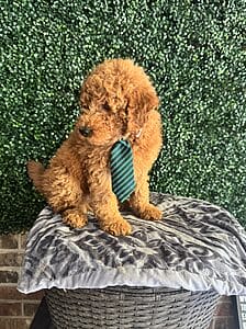 Rudy - F1B Mini Goldendoodle Male Puppy 2