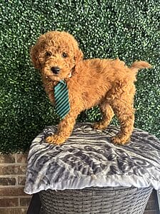 Rudy - F1B Mini Goldendoodle Male Puppy 3