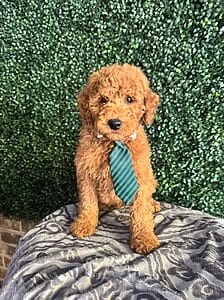 Rudy - F1B Mini Goldendoodle Male Puppy 4