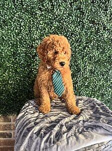 Rudy - F1B Mini Goldendoodle Male Puppy 5