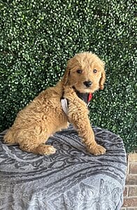 F1 Standard Goldendoodle Male Puppy Christian Born on 10/23/24