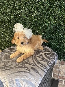 F1B Mini Goldendoodle Female Puppy “Za Za” 25-35 lbs