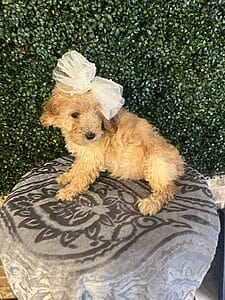 F1B Mini Goldendoodle Female Puppy “Za Za” 25-35 lbs