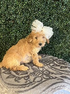 F1B Mini Goldendoodle Female Puppy “Za Za” 25-35 lbs