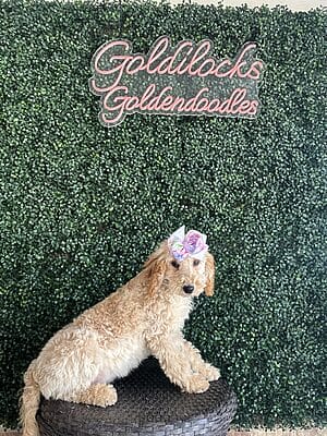 F1B Mini Goldendoodle Female Puppy “Za Za” 25-35 lbs