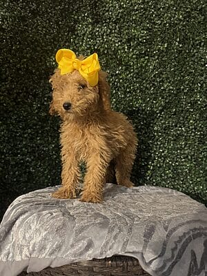 F1B Mini Goldendoodle Puppy named “Lucia”. Female Puppy weight between 25-35 lbs