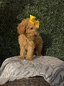 F1B Mini Goldendoodle Puppy named “Lucia”. Female Puppy weight between 25-35 lbs