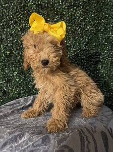 F1B Mini Goldendoodle Puppy named “Lucia”. Female Puppy weight between 25-35 lbs