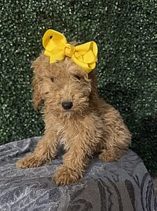 F1B Mini Goldendoodle Puppy named “Lucia”. Female Puppy weight between 25-35 lbs