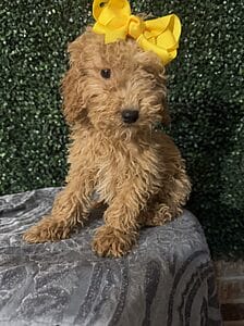 F1B Mini Goldendoodle Puppy named “Lucia”. Female Puppy weight between 25-35 lbs