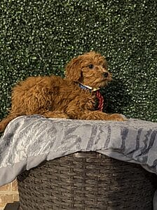 Blitz is a F1B Mini Goldendoodle puppy! 25-35 lbs full-grown female pups born on 10/11/24