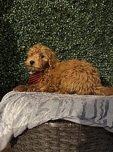 Blitz is a F1B Mini Goldendoodle puppy! 25-35 lbs full-grown female pups born on 10/11/24