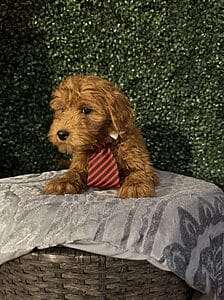 Blitz is a F1B Mini Goldendoodle puppy! 25-35 lbs full-grown female pups born on 10/11/24