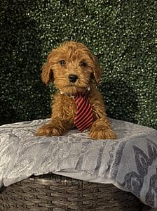 Blitz is a F1B Mini Goldendoodle puppy! 25-35 lbs full-grown female pups born on 10/11/24