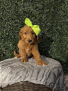 F1 Standard Goldendoodle Female Puppy named “Emory”. Weight between 55-65 lbs, Born on 10/23/24