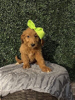 F1 Standard Goldendoodle Female Puppy named “Emory”. Weight between 55-65 lbs, Born on 10/23/24