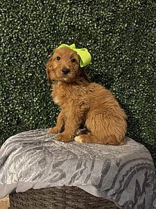 F1 Standard Goldendoodle Female Puppy named “Emory”. Weight between 55-65 lbs, Born on 10/23/24