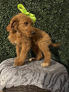 F1 Standard Goldendoodle Female Puppy named “Emory”. Weight between 55-65 lbs, Born on 10/23/24