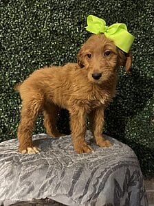 F1 Standard Goldendoodle Female Puppy named “Emory”. Weight between 55-65 lbs, Born on 10/23/24