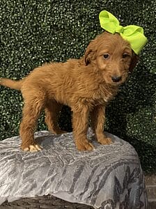 F1 Standard Goldendoodle Female Puppy named “Emory”. Weight between 55-65 lbs, Born on 10/23/24